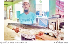 কুয়াকাটায় বিরল শোল ১৪ হাজারে বিক্রি