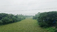 মানিকগঞ্জে কোটি টাকা ব্যয়ে নদী খনন, পানির বদলে কচুরিপানার স্তূপ