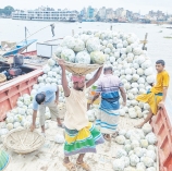 চালকুমড়া