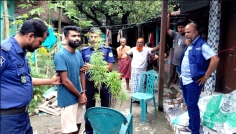 ভোলায় বাথরুমের ছাদ থেকে গাঁজা গাছসহ যুবক গ্রেফতার