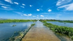 বর্ষার মায়াবী ছোঁয়ায় মোহনীয় রূপে চলনবিল