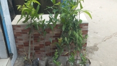 রাণীনগরে নিম্নমানের চারা বিতরণের অভিযোগে কৃষকদের ক্ষোভ